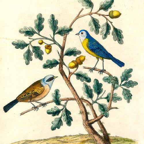 john derian Mountain Titmouse Silk Scarf Add to cart Details 38" x 38" 100% Silk Crepe de Chine Made in Italy Care Dry clean only   Pulled from the pages of John Derian's