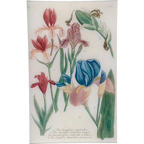 john derian N. 612 Northern Blue Flag Iris 10" x 16" Rect. Tray