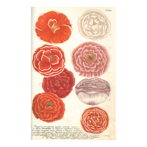 john derian N. 789 Red Edge Poppy Postcard (Pack of 10)