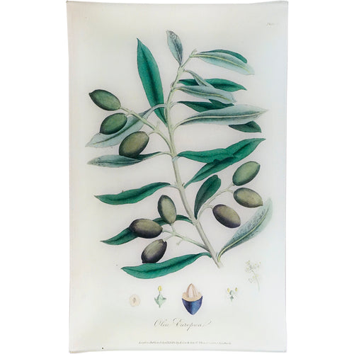 john derian Olive - Olea Europaea (History of Plants) 10 x 16" Rect. Tray