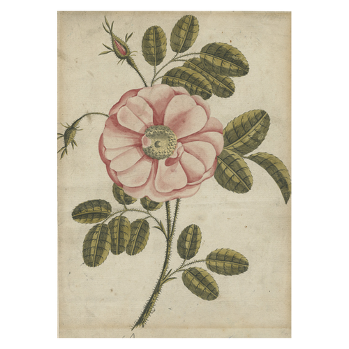john derian Painted Rose Card With Envelope (Pack of 6)
