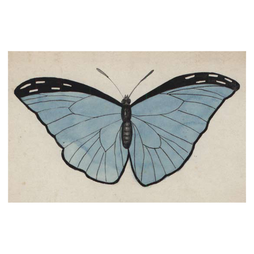 john derian Pale Blue Butterfly Postcard (Pack of 10)