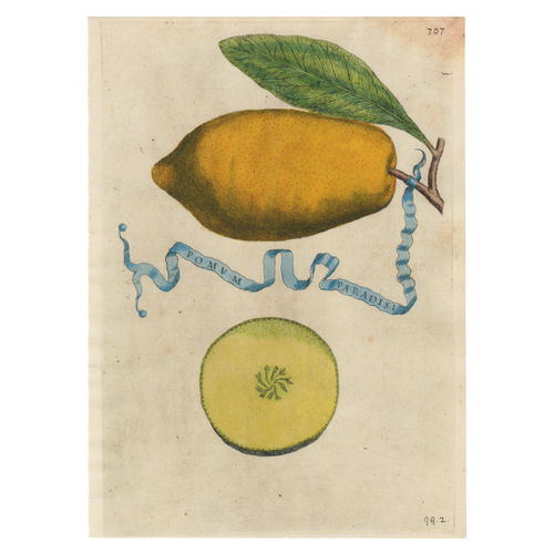 john derian Pomvm Paradisi Card With Envelope (Pack of 6)