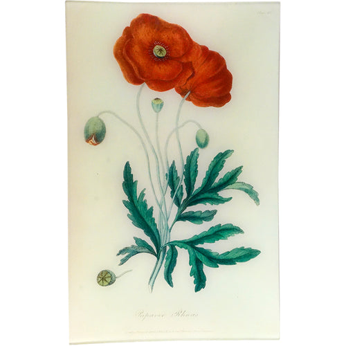 john derian Poppy - Papaver Rheas (History of Plants) 10 x 16" Rect. Tray