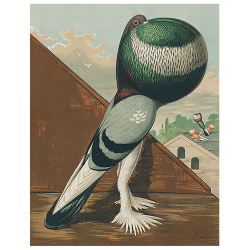 john derian Pouter Cock Pigeon Green (p 27) 11" x 14" Rect. Tray