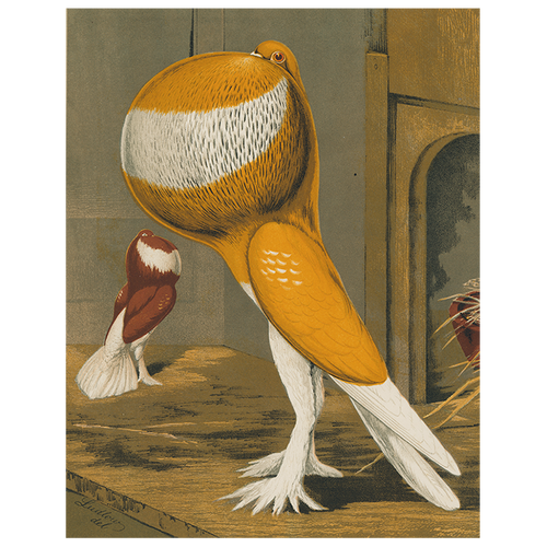 john derian Pouter Cock Pigeon Orange (p 28) 11" x 14" Rect. Tray