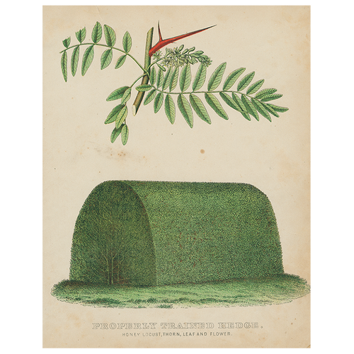 john derian Properly Trained Hedge (p 181) 11" x 14" Rect. Tray