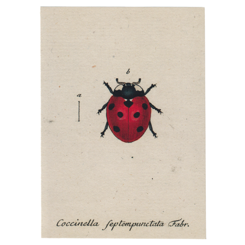 john derian Red Lady Bug Card With Envelope (Pack of 6)