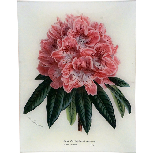 john derian Rhododendron Ange Vervaet 10 x 13" Rect. Tray