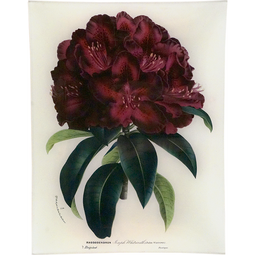 john derian Rhododendron Joseph Whitworth 10 x 13" Rect. Tray