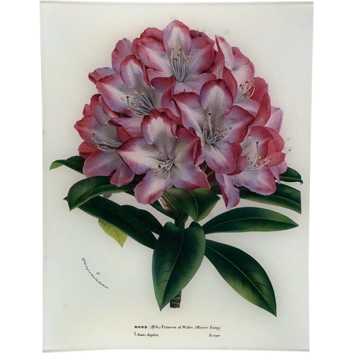 john derian Rhododendron Princess of Wales 10 x 13" Rect. Tray