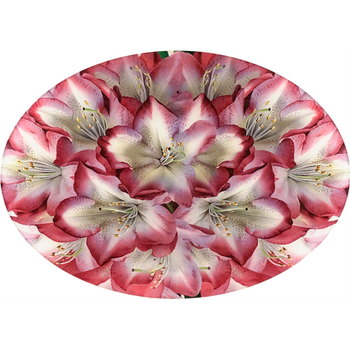 john derian Rhododendron Princess of Wales 13 x 18" Oval