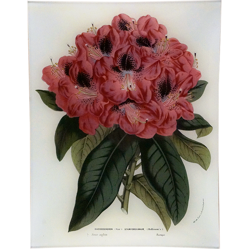 john derian Rhododendron Stamfordianum 10 x 13" Rect. Tray