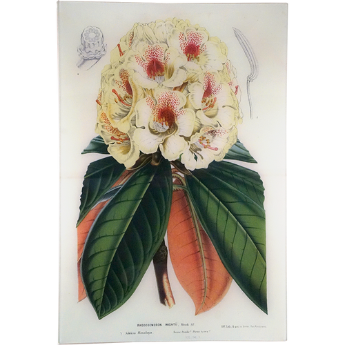 john derian Rhododendron Wight (Large) 15 x 22" Rect. Tray