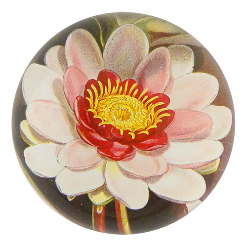 john derian Rose Coloured Water Lily Dome Paperweight
