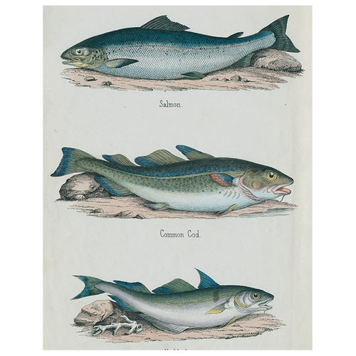 john derian Salmon / Common Cod / Haddock (p 322) 11" x 14" Rect. Tray