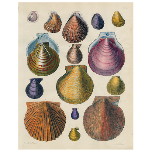john derian Scallops LXII 62 (p 160) 11" x 14" Rect. Tray