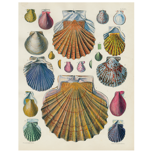 john derian Scallops LXIV (64) (p 321) 11" x 14" Rect. Tray