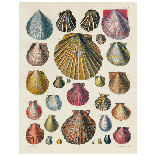 john derian Scallops LXV 65 (p 159) 11" x 14" Rect. Tray