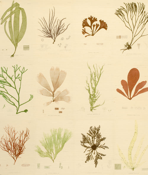 John Derian Sea Plants Original Grasscloth Wallpaper