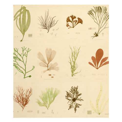 john derian Sea Plants Original Grasscloth Wallpaper