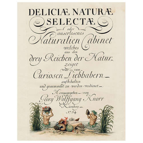 john derian Shells circa 1755 (p 158) 11" x 14" Rect. Tray