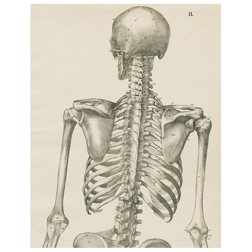 john derian Skeleton Back View (p 218) 11" x 14" Rect. Tray