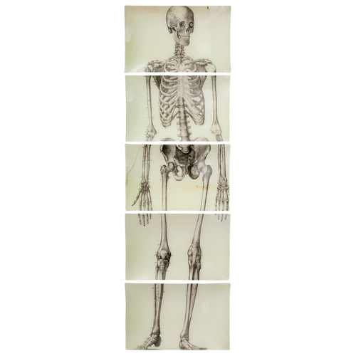 john derian Skeleton Front View (5 Pieces) Include free plate hanger Add to cart 5 Pieces 9" x 14" Rect. Plates Entire piece approximately 14" x 47" Details Handmade to order in our New York City studio Collaged paper under hand