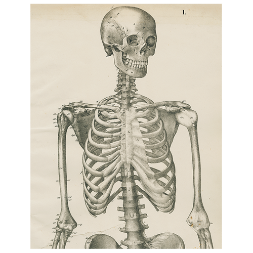 john derian Skeleton Front View (p 217) 11" x 14" Rect. Tray