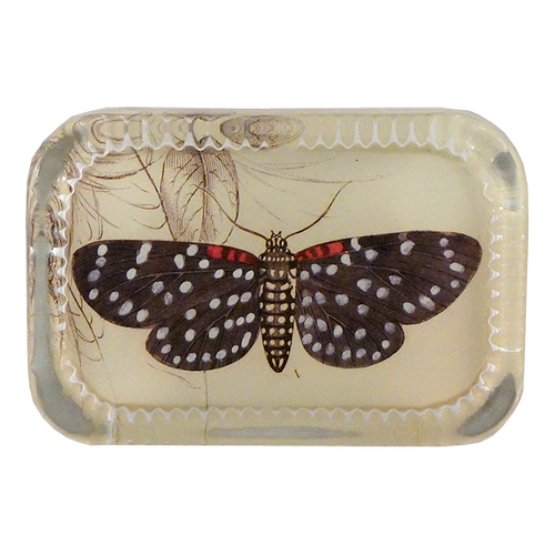 john derian Spotted Butterfly Dotted Edge Large Paperweight