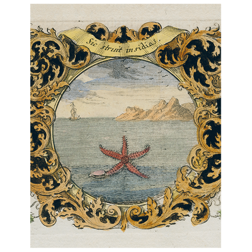 john derian Starfish (by Day) (p 161) 11" x 14" Rect. Tray