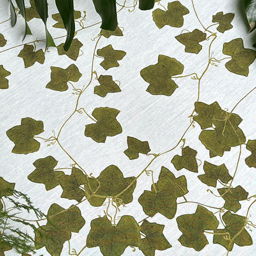 John Derian Summerill & Bishop Ivy Herbarium Linen Napkin Set Of 6 Add To Cart With Bountiful Five Pointed Stars For Leaves Dense Dark And Thriving Ivy Possesses An Almost Magical Quality. A Flourishing Ivy Is An Enchanting Plac