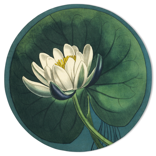 John Derian Summerill & Bishop X John Derian "Water Lily" Round Tablecloth Add To Cart A Delicate Balance Of Nature And Artistry The 'Water Lily' Round Tablecloth Brings An Air Of Tranquillity To The Table. Inspired By John Deri