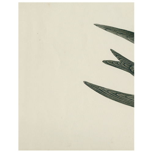 john derian Swift Bird (Swallow) (p 45) 11" x 14" Rect. Tray