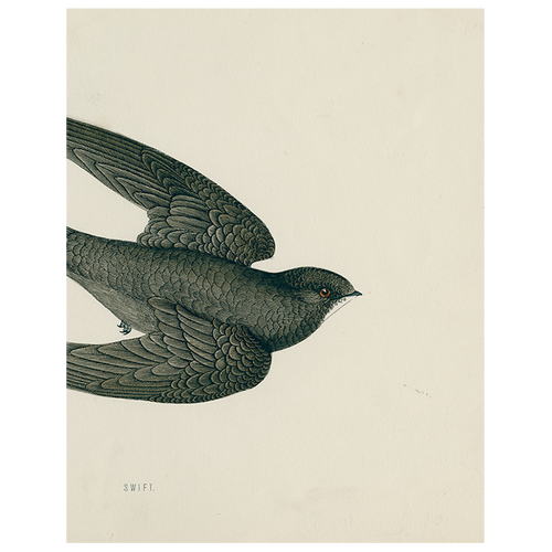 john derian Swift Bird (Swallow) (p 46) 11" x 14" Rect. Tray