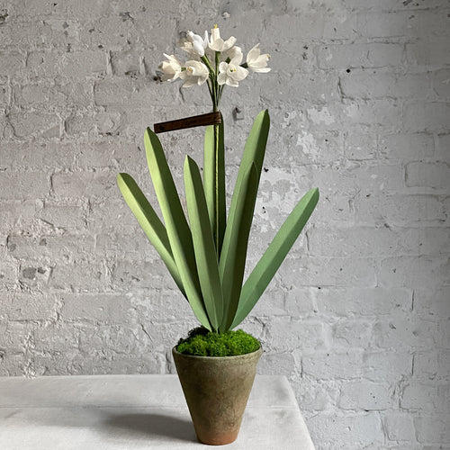 john derian The Green Vase Potted Paper White Plant Add to cart Details 11" W x 21" H Made to order; please allow 6-8 weeks for delivery. Each Item will feature unique variations Handmade in New York Please call our shop for ava