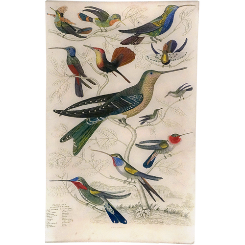 john derian Tufted-necked Hummingbirds 10 x 16" Rect. Tray