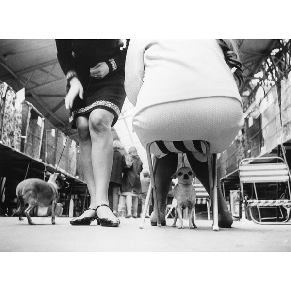 jonathan adler "Chihuahuas" from Getty Images