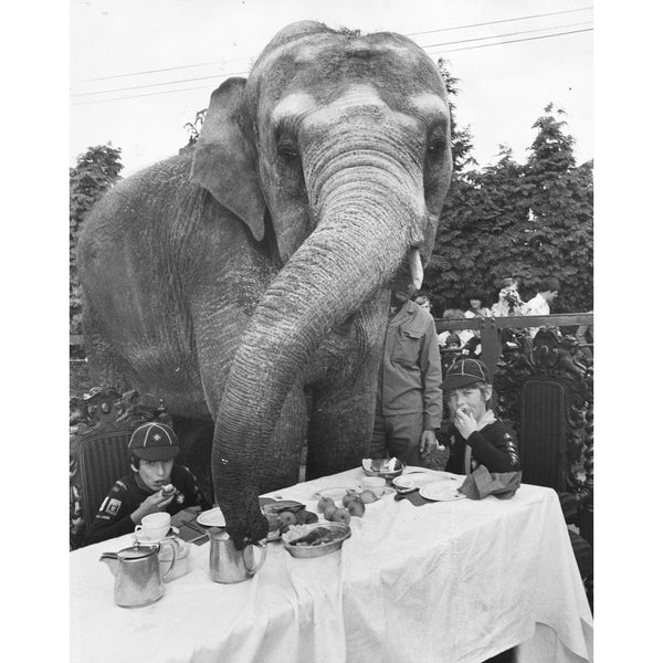 jonathan adler "Elephant for Tea" from Getty Images