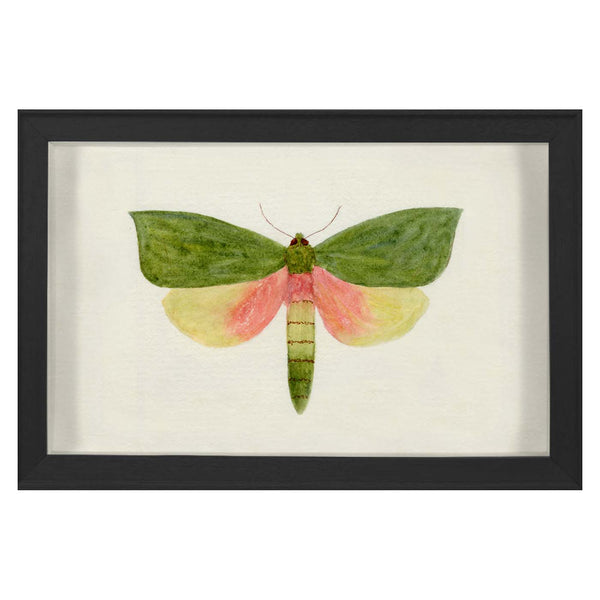 jonathan adler Hubbard Butterfly Small: 146