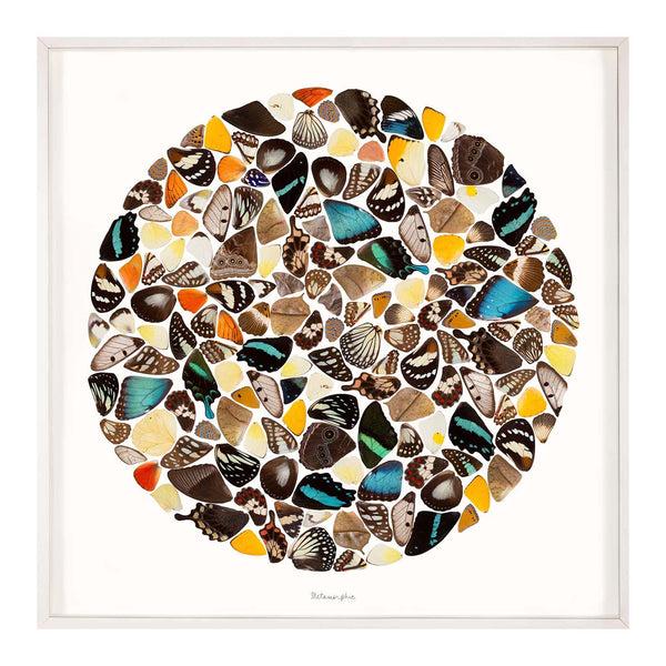 jonathan adler Metamorphic