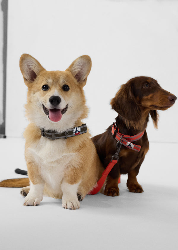 Jott Collier Pour Chien Rouge Feu Pancho