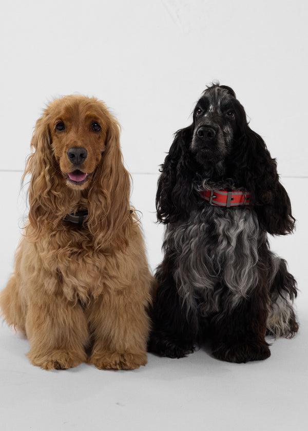 Jott Collier Pour Chien Rouge Feu Pancho