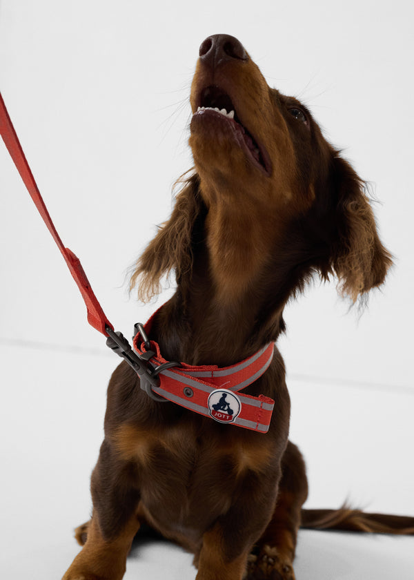 jott Collier pour chien Rouge feu Pancho