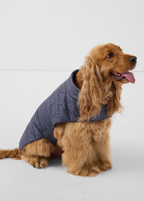 Jott Doudoune Pour Chien Bluestone Cutie