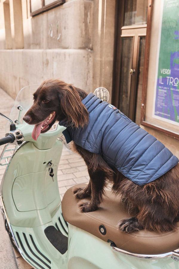jott Doudoune pour chien Bluestone Cutie