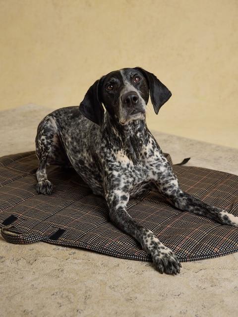 Joules Henson Check Brown Pet Travel Mat