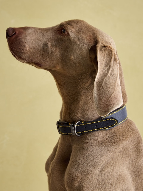 Joules Joules Navy Blue Leather Dog Collar