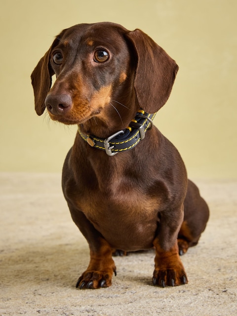 Joules Joules Navy Blue Leather Dog Collar