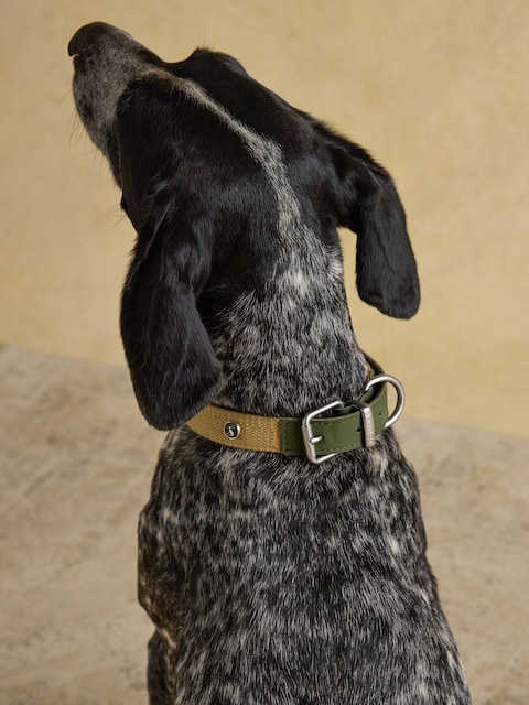 Joules Khaki Green Pet Collar